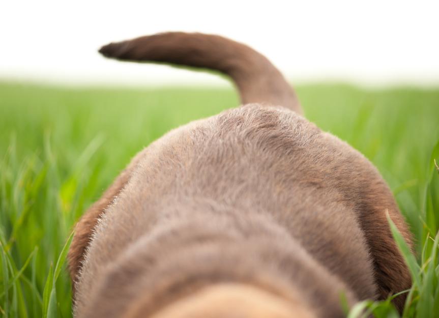 Understanding and Addressing Common Dog Tail Problems: A Guide for Pet Owners
